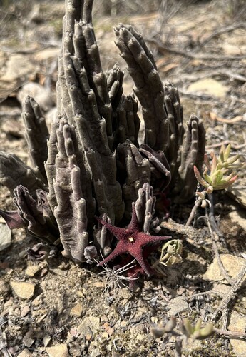 Gonostemon hirsutus var. tsomoensis
