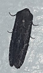 Elusa oenolopha