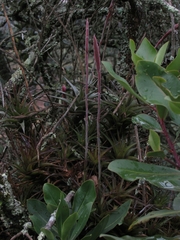 Tillandsia incarnata