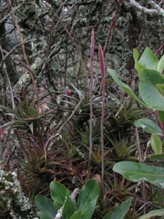 Tillandsia incarnata