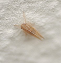 Cicadulini