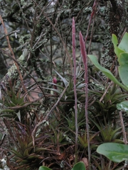 Tillandsia incarnata