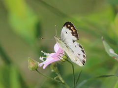 Colotis aurora