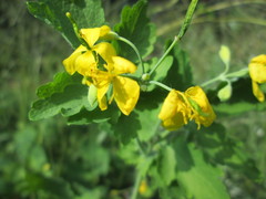 Chelidonium majus