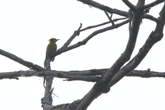 Picus chlorolophus