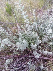 Salix repens argentea