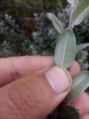 Salix repens argentea