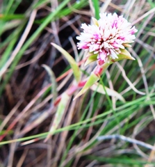 Crassula subulata subulata