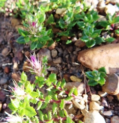 Macledium latifolium