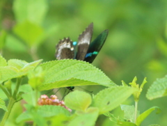 Papilio crino