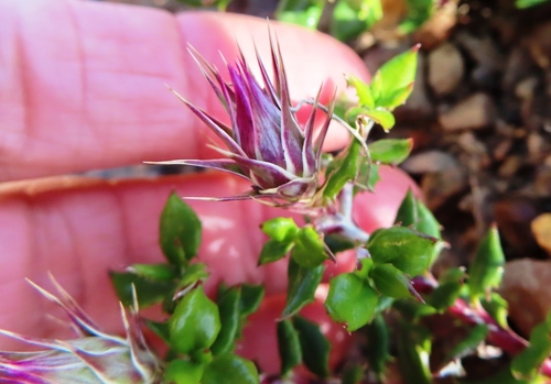 Image of Pink Dollprotea (Macledium latifolium) by (c) linkie, some rights reserved (CC BY)