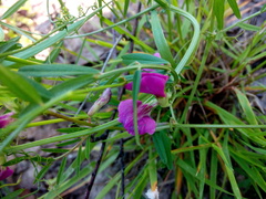 Vicia sativa nigra