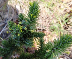 Struthiola mundii