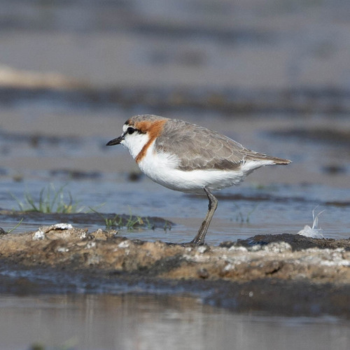 iNaturalist: (c) Paulo Caseirito, some rights reserved (CC BY-NC), uploaded by Paulo Caseirito iNaturalist image