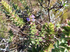 Lobostemon argenteus
