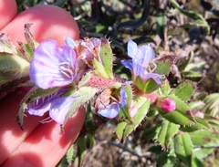 Lobostemon argenteus