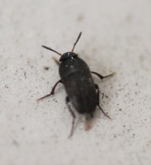 Ptomaphagus
