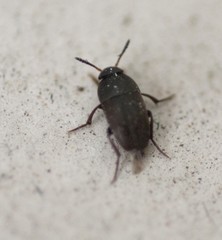 Ptomaphagus
