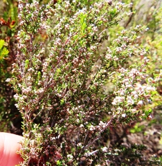 Erica puberuliflora