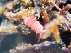 Bilobella braunerae