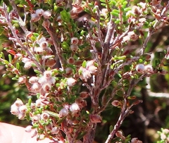 Erica puberuliflora