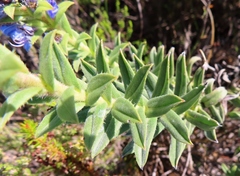 Lobostemon argenteus