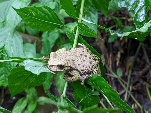 Guatemala Spikethumb Frog, Plectrohyla guatemalensis