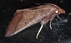 Arippara disticha