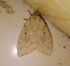 Cerasana rubripuncta