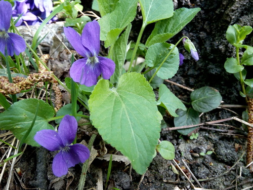 Hairy Violet