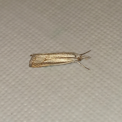 Crambus pâle