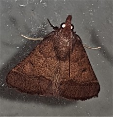 Arippara disticha