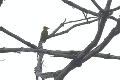 Picus chlorolophus
