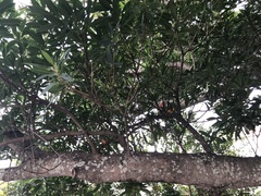 Elaeocarpus zollingeri