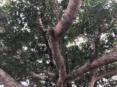 Elaeocarpus zollingeri