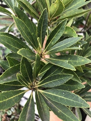Elaeocarpus zollingeri