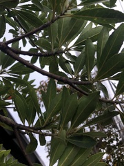Elaeocarpus zollingeri