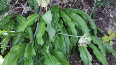 Veltheimia bracteata