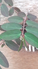 Euphorbia hypericifolia