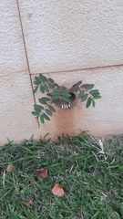 Euphorbia hypericifolia