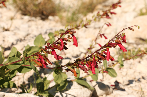 cardinal beardtongue (Penstemon cardinalis ssp. cardinalis)