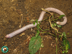 Leposternon microcephalum