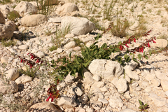 Penstemon cardinalis