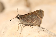 Amblyscirtes oslari
