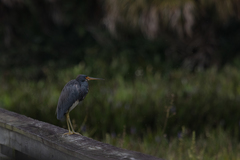 Egretta tricolor image