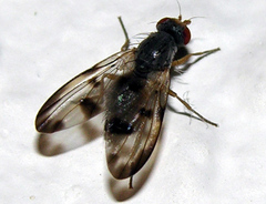 Palloptera umbellatarum