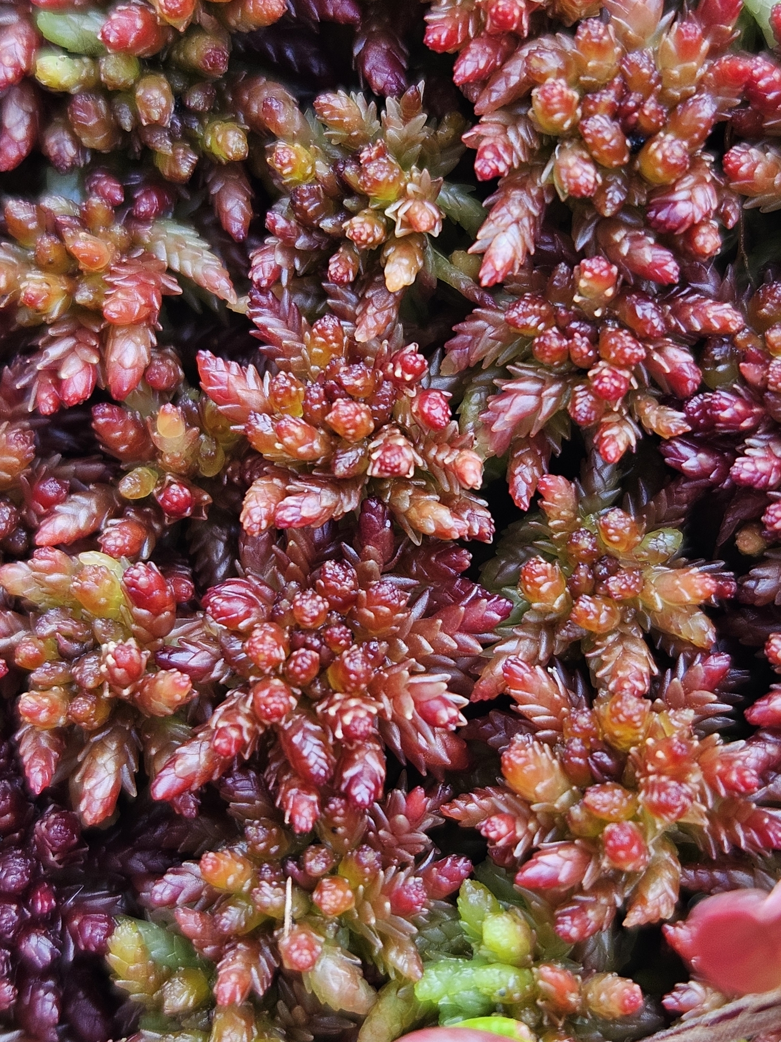 Sphagnum medium