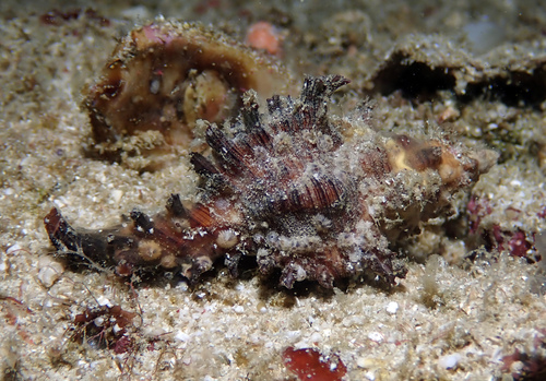 Chicoreus microphyllus observed 2024-11-30