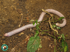 Leposternon microcephalum