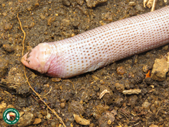 Leposternon microcephalum